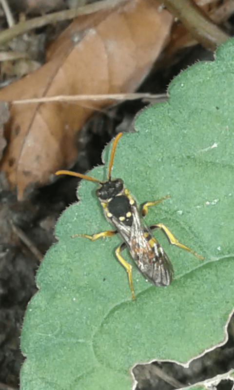 Apidae : Nomada sp.?